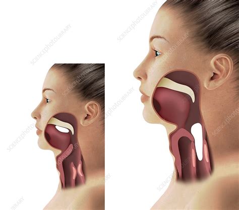 anatomy of deep throat|Throat anatomy .